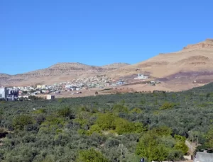 Derik Zeytini Hasadı Başladı