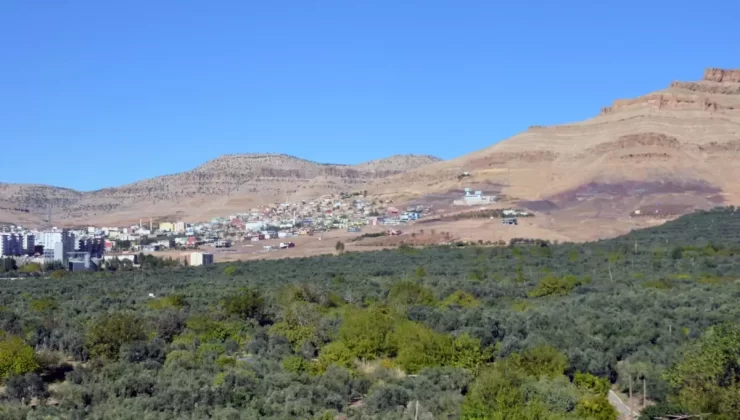 Derik Zeytini Hasadı Başladı