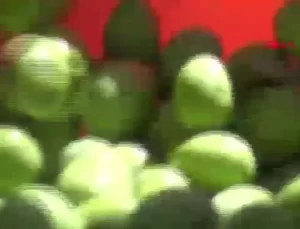 Derik Zeytininde Hasat Başladı