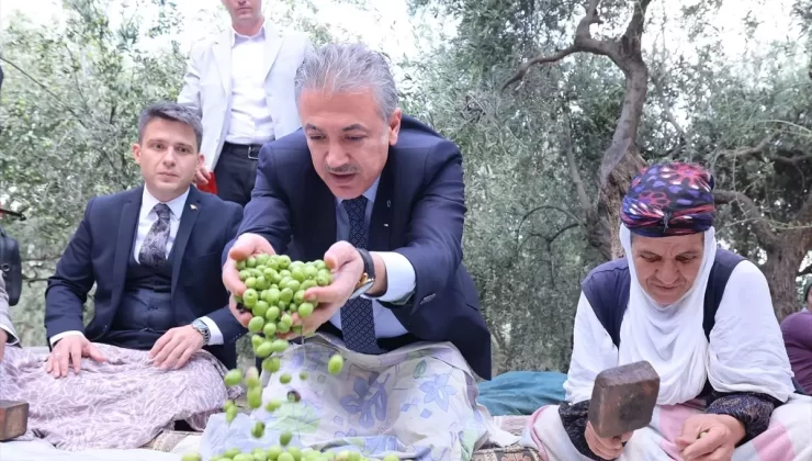Derik’te Zeytin Hasadı Desteklendi