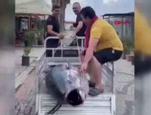 Dev Orkinos Erdek’te Yakalandı