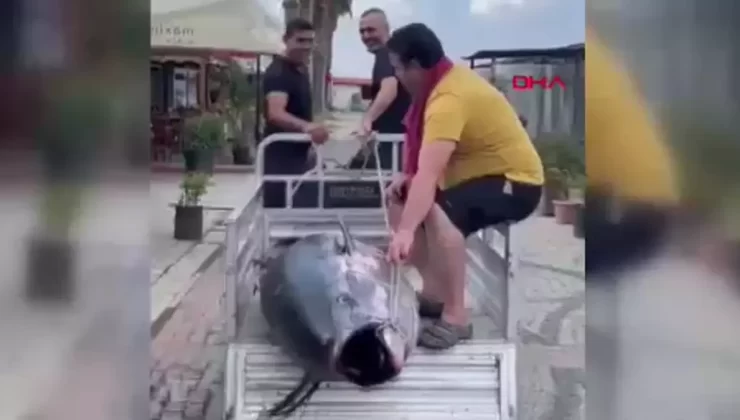 Dev Orkinos Erdek’te Yakalandı