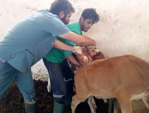 Didim’de Aşılama Çalışmaları Devam Ediyor