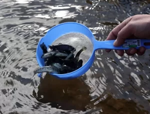 Doğa Koruma: 45 Milyon Alabalık Salındı