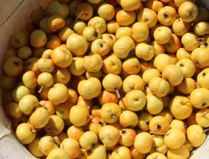 Doğada kendiliğinden yetişiyor: Girdiği evde kalp hastası bırakmıyor