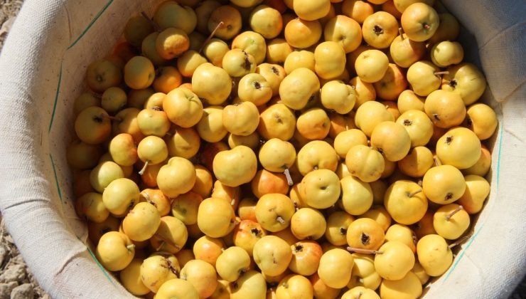 Doğada kendiliğinden yetişiyor: Girdiği evde kalp hastası bırakmıyor