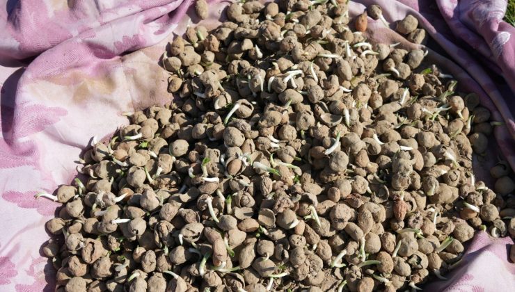 Doğada toplanması yasak: Kastamonu’da 12 dekar alanda dikim başladı