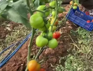 Domateste İlk Hasat Başladı
