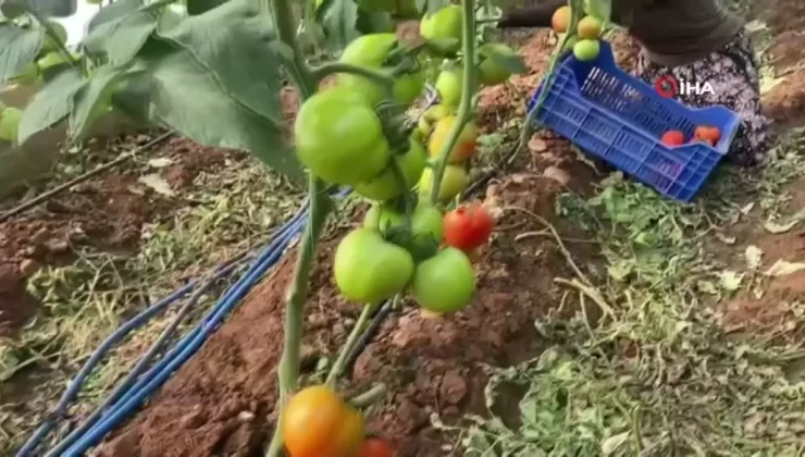 Domateste İlk Hasat Başladı