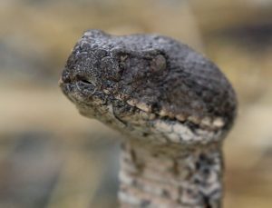 Dünyanın en zehirli türleri arasında yer alıyor! Nesli tükenme tehlikesi altındaydı, Ağrı Dağı eteklerinde ortaya çıktı