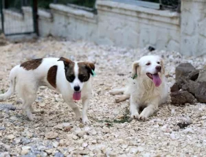 Düzce Belediyesi’nden Sokak Hayvanları İçin Farkındalık Etkinliği