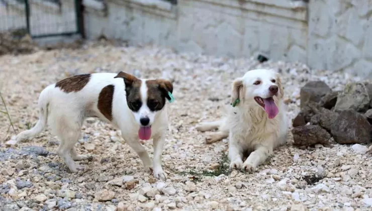 Düzce Belediyesi’nden Sokak Hayvanları İçin Farkındalık Etkinliği