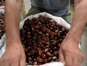 Düzce Kuzu Kestanesi Pazarı, Kestaneseverlerin Akınına Uğradı