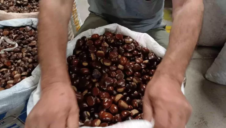 Düzce Kuzu Kestanesi Pazarı, Kestaneseverlerin Akınına Uğradı
