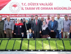 Düzce’de 250 Bin Marul Fidesi Dağıtıldı