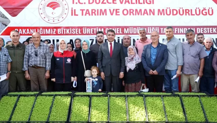 Düzce’de 250 Bin Marul Fidesi Dağıtıldı