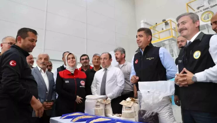 Düzce’de Çeltik Hasat Şenliği Düzenlendi