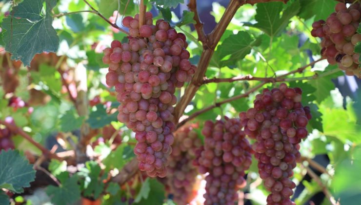 Elazığ’da bağbozumu heyecanı: Üzüm hasadı başladı