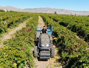 Elazığ’da mühendisliği bıraktı, tarımda servet kazandı