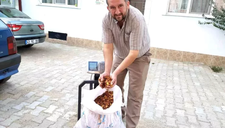 Elma Kurusu Fiyatları Sevinç Yarattı