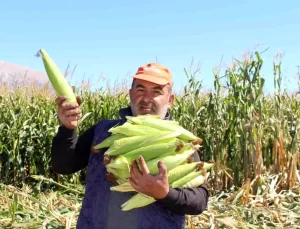 Elmalı’da Silajlık Mısır Hasadı Yapıldı