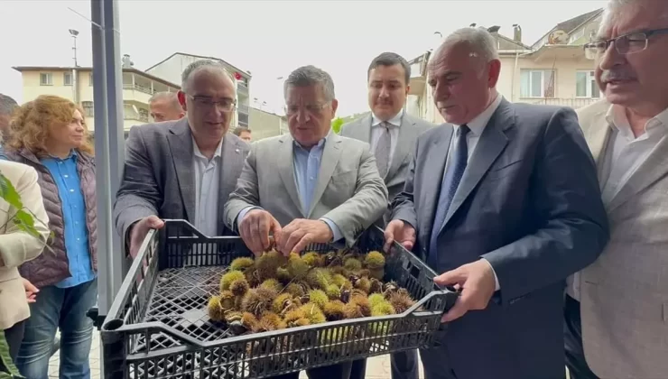 Erfelek’te Kestane Festivali Coşkusu