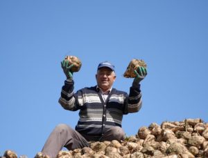 Erzincan’da pancar hasadı başladı