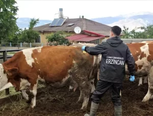 Erzincan’da Sonbahar Şap Aşılaması Başladı