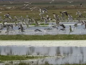 Erzurum Ovası’nda Su Birikintileri ve Kuşlar