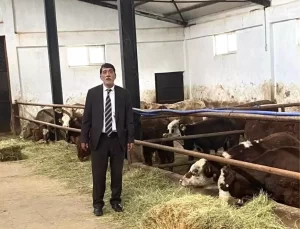 Erzurum’da İthal Besilik Dana Satışı Başladı