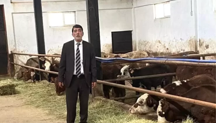 Erzurum’da İthal Besilik Dana Satışı Başladı