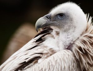 Fransa’da akbabanın saldırdığı 87 yaşındaki kadın yaralandı