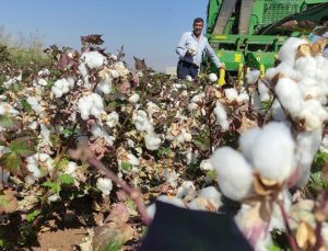 Gaziantep Araban Ovası’nda pamuk hasadı zamanı