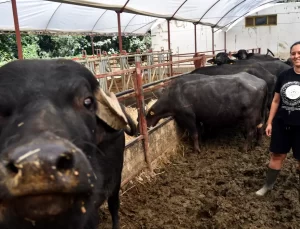 Genç Kadın Manda Çiftliği Kurdu