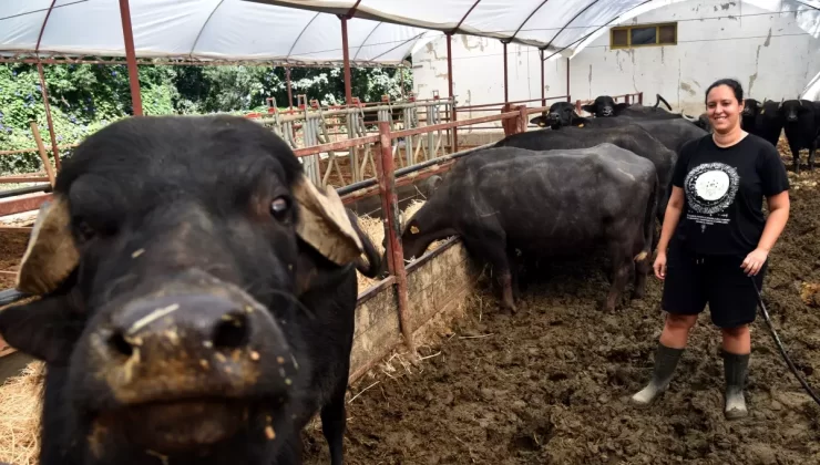 Genç Kadın Manda Çiftliği Kurdu