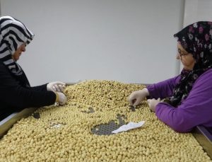 Giresun’da fındıkta hasat dönemi sona erdi