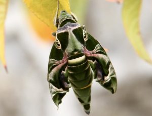 Giresun’da görüldü! Askeri kamuflajlı kelebek
