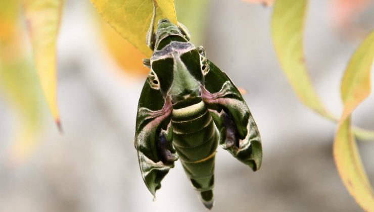 Giresun’da görüldü! Askeri kamuflajlı kelebek