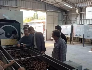 Gölpazarı’nda Ceviz Hasadı Başladı