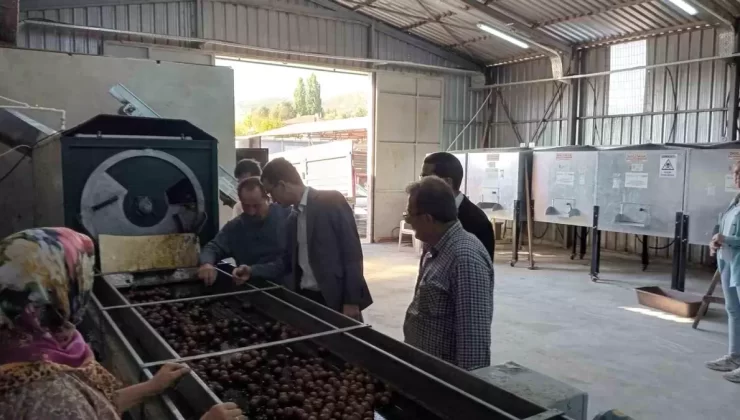 Gölpazarı’nda Ceviz Hasadı Başladı