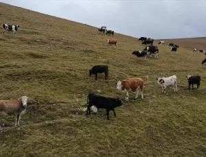 Gülseren Türker’in Besicilik Azmi