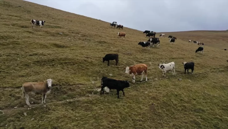 Gülseren Türker’in Besicilik Azmi