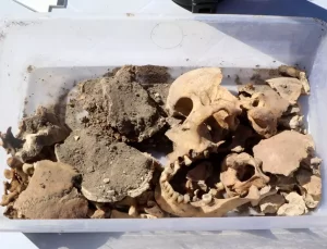 Hacılar Höyük’te 5 Bin Yıllık İskelet Bulundu