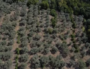 Halhalı Zeytin Hasadı Başladı