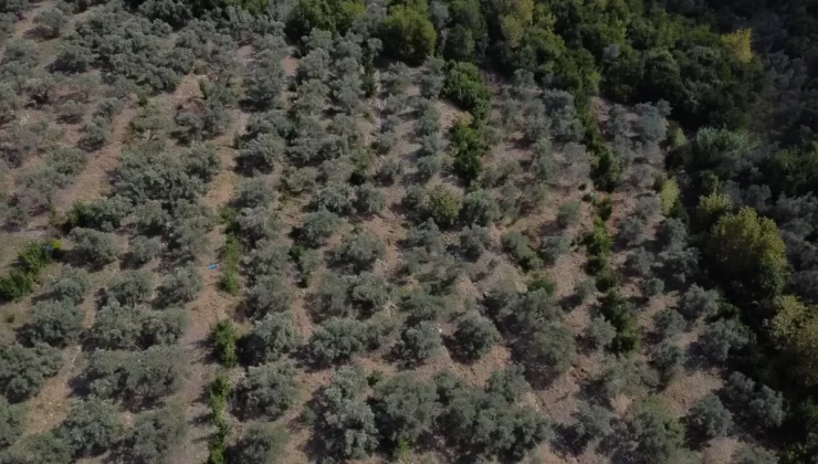 Halhalı Zeytin Hasadı Başladı