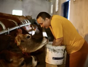 Hayvancılıkla Hayata Tutundu