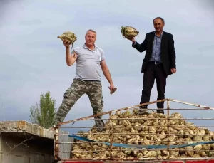 Hisarcık’ta Pancar Rekoltesi Artıyor