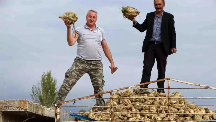 Hisarcık’ta Pancar Rekoltesi Artıyor