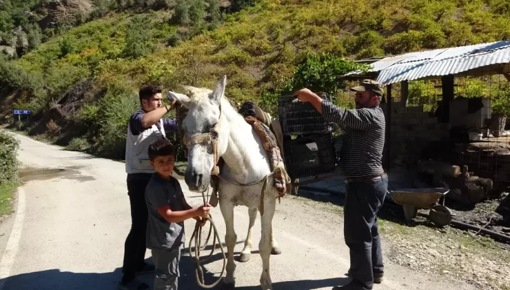 Hizan’da Geleneksel Pekmez Yapımı
