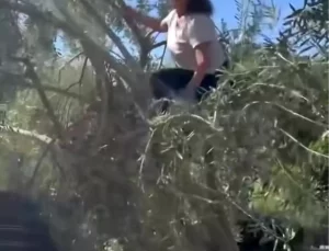 Hülya Avşar Zeytin Hasadı Yaptı